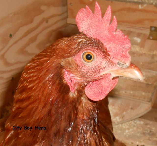 Swiffer's bright red comb & wattles.