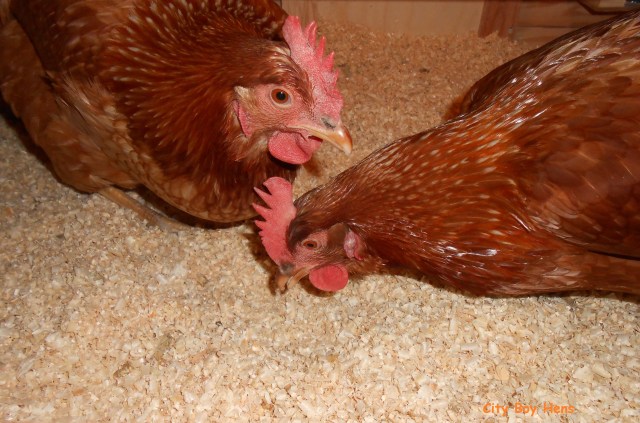 Some scratch before bed.