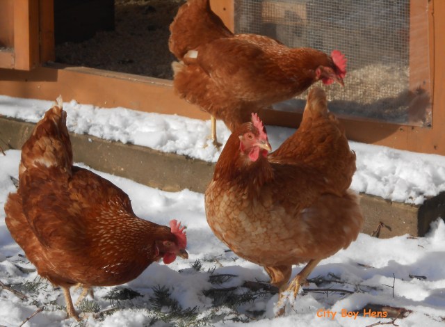 Not venturing too far from home!