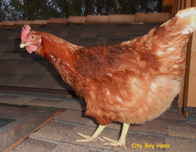 Rosie's first day at City Boy Hens