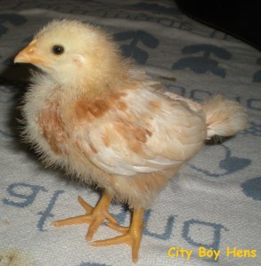 Swiffer's arrival at City Boy Hens